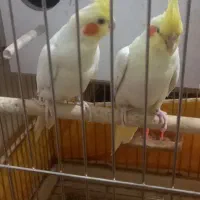 عروس هلندی وجوجه عروس