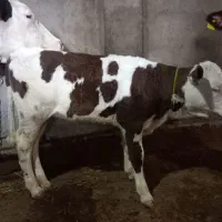 گاو سیمینتال شکم سوم با گوساله سیمینتال ماده|حیوانات مزرعه|مشگین شهر, |دیوار