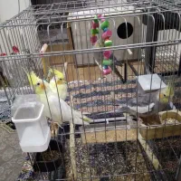 ۱۲عددعروس هلندی مولد وجوجه نرو ماده خانگی پیروزی