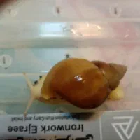 حلزون آچاتینا 3ماه 4سانت|خزنده|مشهد, اقبال|دیوار