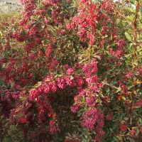 زرشک تازه قائنات