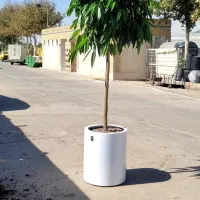 گلدون فلزی|گل و گیاه طبیعی|مشهد, شهرک صنعتی توس|دیوار