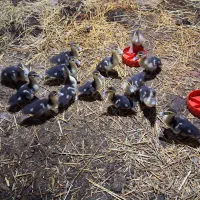 اوردک ژاپنی یه ماه نیم عددی ۹۰تومن|حیوانات مزرعه|لوندویل, |دیوار