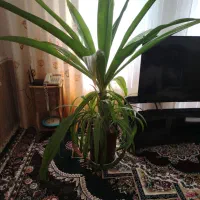 فروش گل موزی