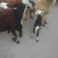 سه رس میش بره افشارجنس انتیک