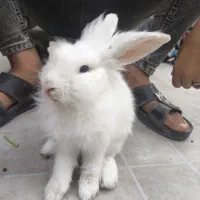 خرگوش لوپ نر بالغ جوان خونگی