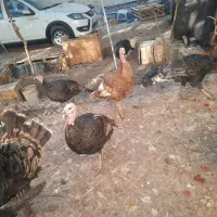 بوقلمون خانگی و ارگانیک|حیوانات مزرعه|یزد, |دیوار