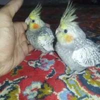 جوجه عروس هلندی|پرنده|مسجد سلیمان, |دیوار