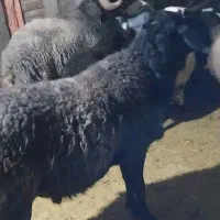 دو عدد قوچ شالی|حیوانات مزرعه|خرقان, |دیوار