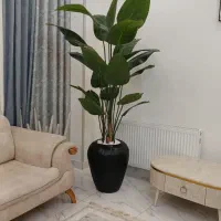 درختچه پرنده بهشتی خارجی
