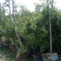 نذر درخت کاشت نهال در آرامستان ها روستا امام زاده|گل و گیاه طبیعی|کهریزک, |دیوار