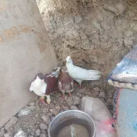 ستا گرفتنی پرشی