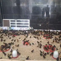 انواع جوجه محلی اصل اصلاح نژاد شده