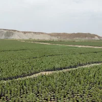 نهال پسته