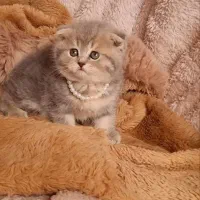 بریتیش گلد بلوگلدوجینجراصیل