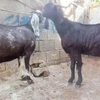 دوراس بزجوان آبستن دوقلو زا ۳۰ میلیون|حیوانات مزرعه|جوانرود, |دیوار