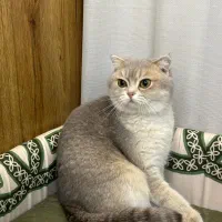 گربه اسکاتیش طوسی گمشده