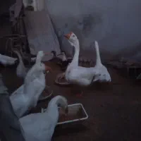 غازلیندا شب یلدا|حیوانات مزرعه|بابکان, |دیوار