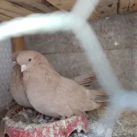 قدار|پرنده|پارس‌آباد, |دیوار