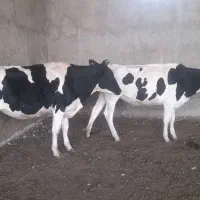فروش تلیسه و گوساله از شیر گرفته