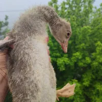 جوجه غاز نزدیک به 40 روزه