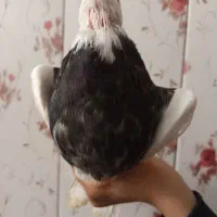 پرنده|پرنده|زرند, |دیوار