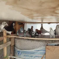 ده عدد کبوتر پرشی ساز|پرنده|اقبالیه, |دیوار