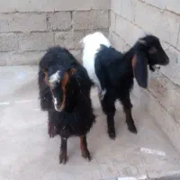 باسلام فروش دو عدد بزغاله  سالم وسرحال