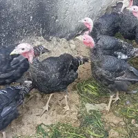 بوقلمون. آماده پروار شدن|حیوانات مزرعه|رزن, |دیوار