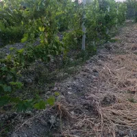 باغچه الوان 500متری|فروش زمین و ملک کلنگی|نوشین شهر, |دیوار