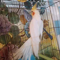 عروس هلندی و مرغ عشق انگلیسی حراج