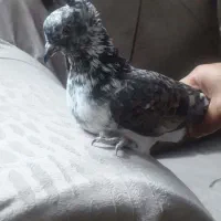 گمشده  دوتا عگس دوتا هم هست کفتر کبوتر