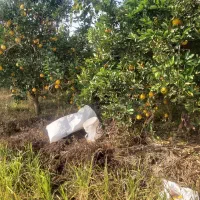 خرید فروش مرکبات پرتغال نارنگی عمده قیمت مناسب