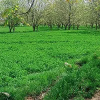 فروش باغ|فروش دفتر صنعتی، کشاورزی، تجاری|بوئین زهرا, |دیوار