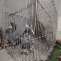 کبوتر پرشی ضمانتی|پرنده|بندرعباس, |دیوار