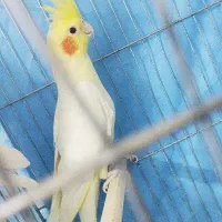 عروس هلندی مولد|پرنده|سبزوار, چهارراه فرودگاه|دیوار