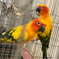 طوطی خورشیدی