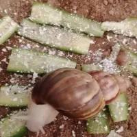 تقویتی حلزون