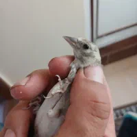 جوجه سهره زنجان