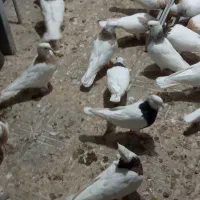 طوقی|پرنده|مریوان, |دیوار