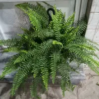 بنسای میخک هندی|گل و گیاه طبیعی|قم, شهدا|دیوار