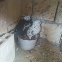 کفتر ساعت سنگین