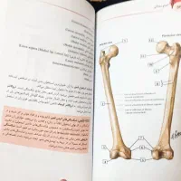 آناتومی نتر|کتاب و مجله آموزشی|تهران, اوین|دیوار