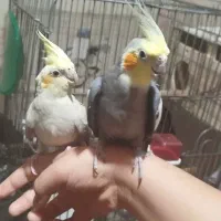 عروس هلندی سرحال جفت چهار تا تخم