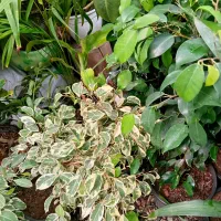 گل آپارتمانی|گل و گیاه طبیعی|بیرجند, |دیوار