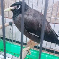 مرغ مینا