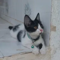 فروش گربه شناسنامه دار