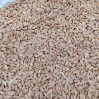 گندم|عمده‌فروشی|چهاردانگه (تهران), |دیوار
