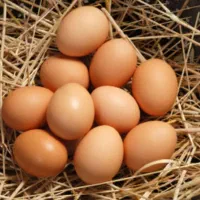 تخم مرغ محلی نطفه دار