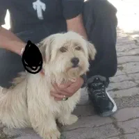 شیتزو خوشگل